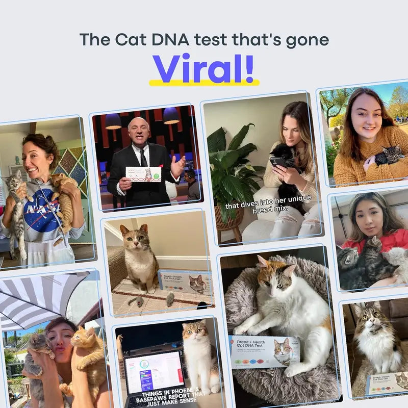 Avilara Breed + Health Cat DNA Test