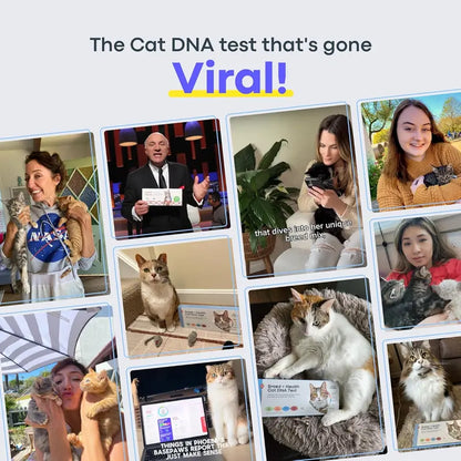 Avilara Breed + Health Cat DNA Test