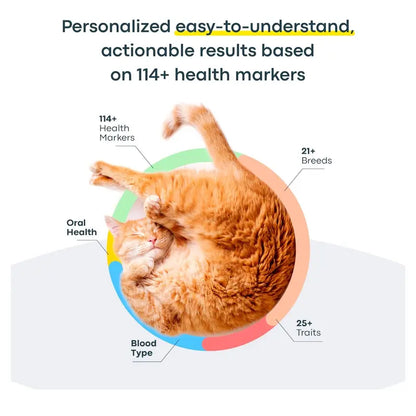 Avilara Breed + Health Cat DNA Test