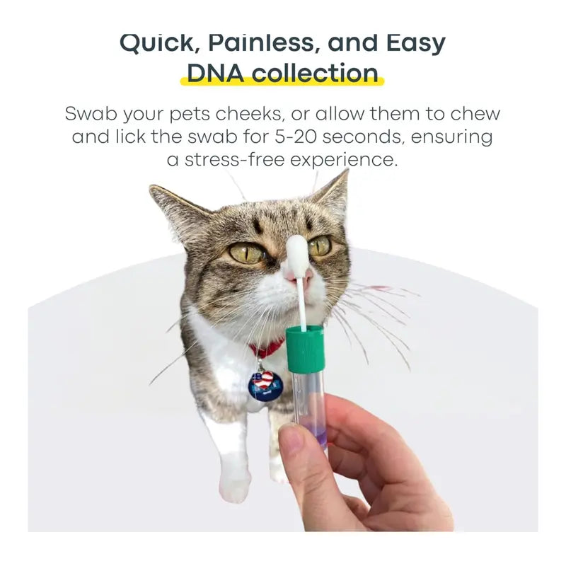 Avilara Breed + Health Cat DNA Test